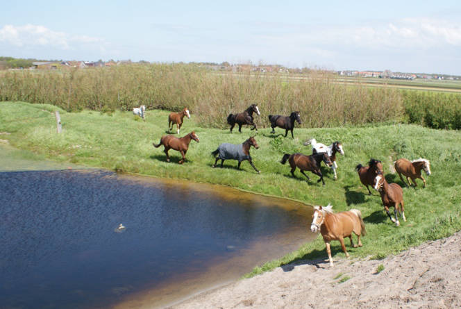 Met Paard op Vakantie paardrijden op het strand